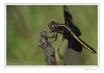 Dragon fly 3 w copy.jpg